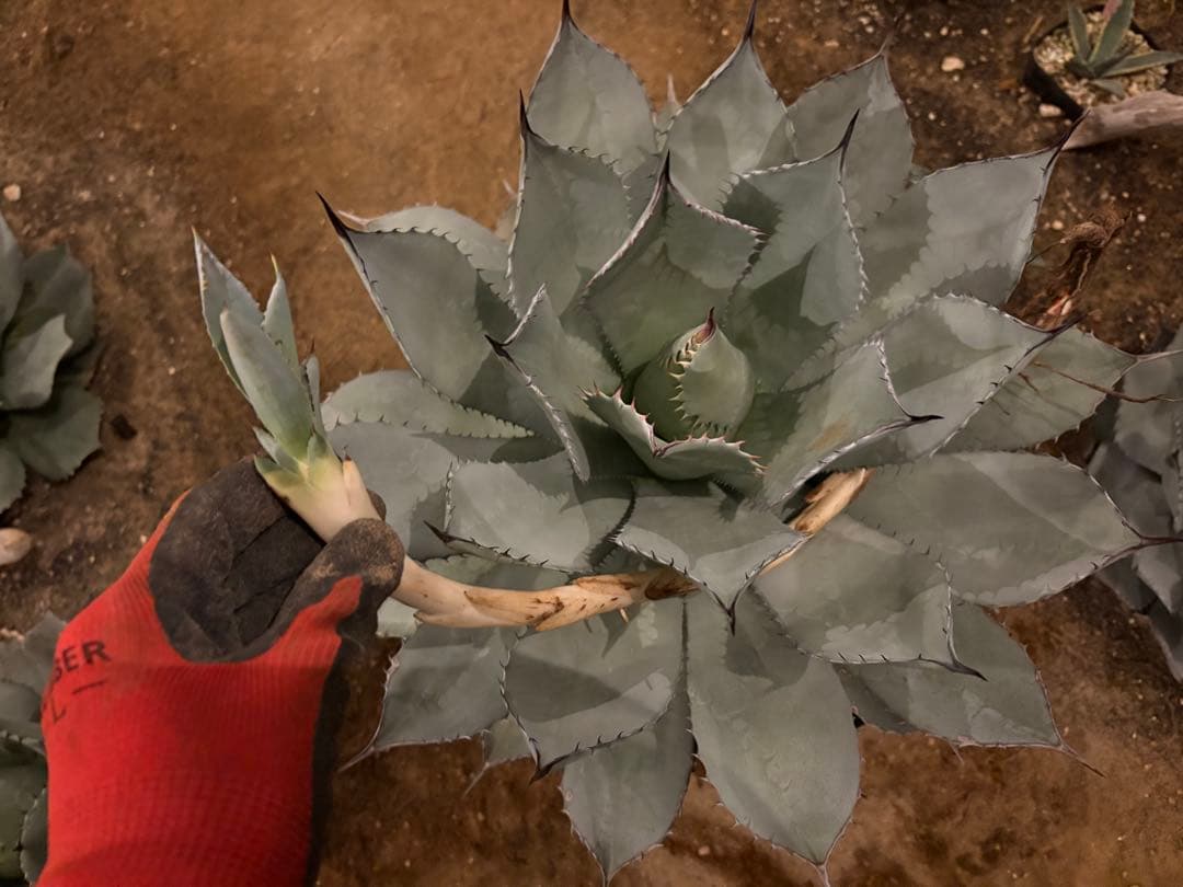 よ*あ様 【超超希少/特大47センチ/✴︎300円スタート✴︎】姫吉祥天　パリー