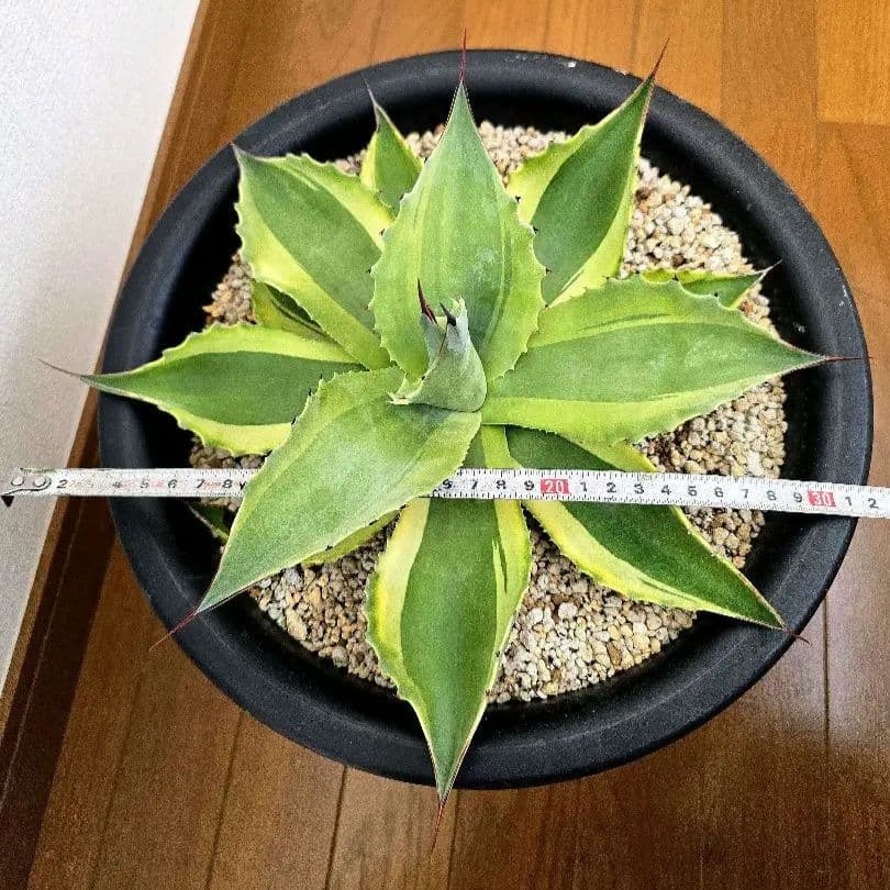 オバティフォリア　オルカ