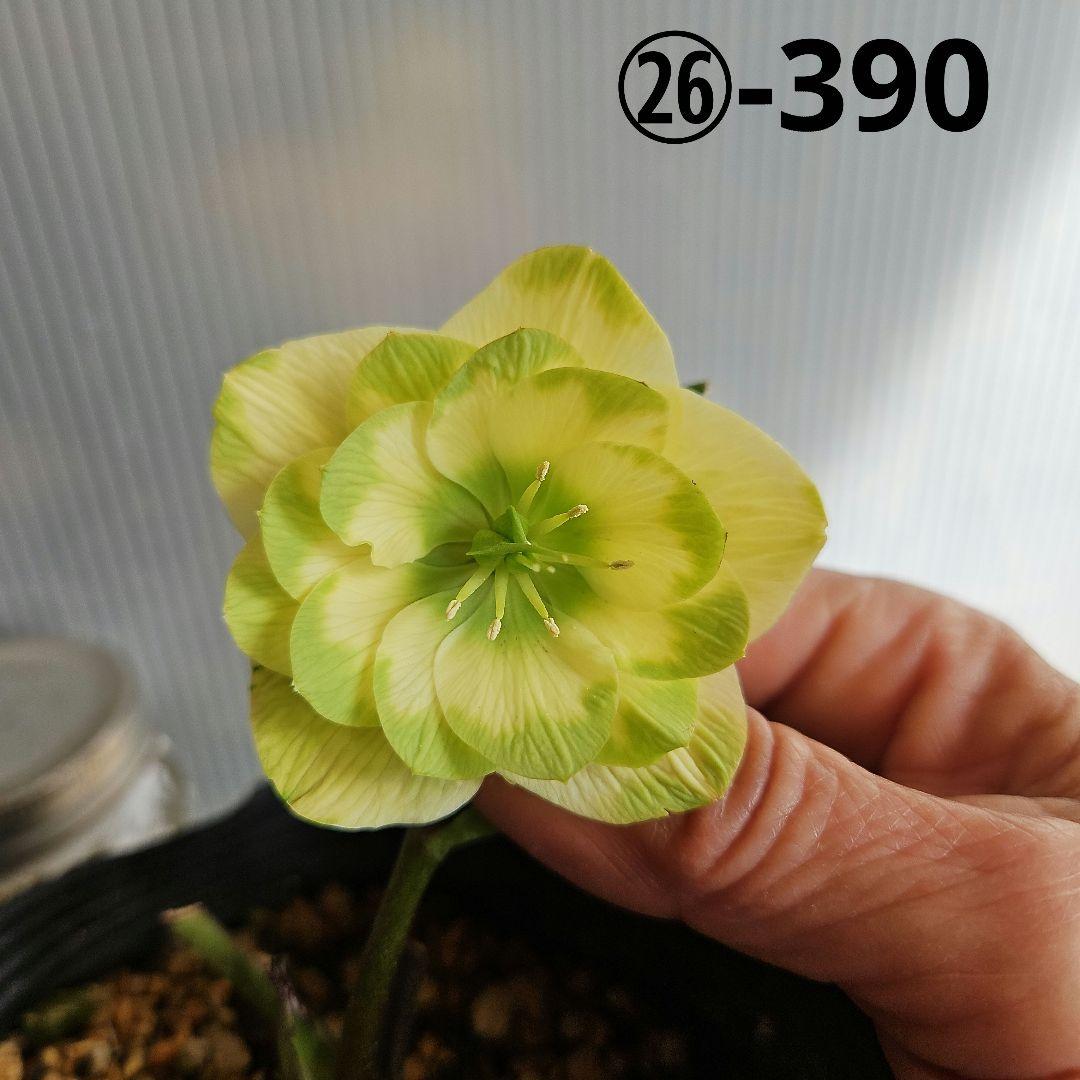 ★ごまたまご様お取り置き苗㉖-390クリスマスローズ