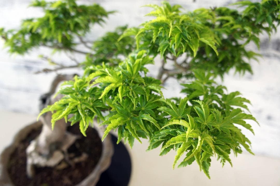 盆栽 『獅子頭』 紅葉 インテリア 観葉植物 ガーデニング 送料無料 b117