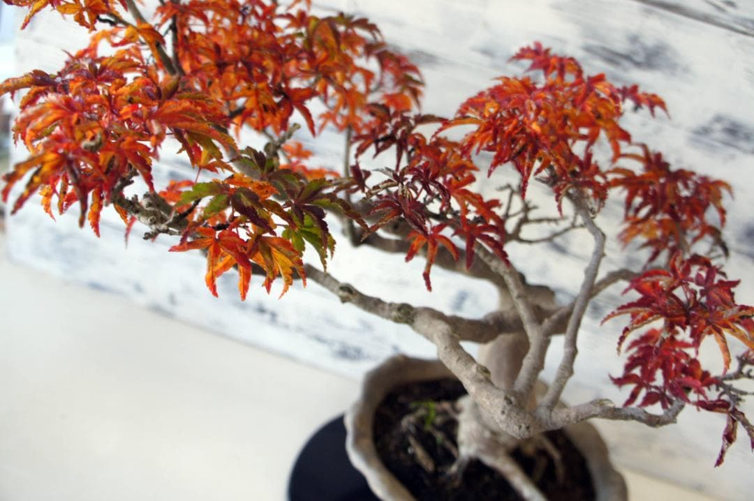 盆栽 『獅子頭』 紅葉 インテリア 観葉植物 ガーデニング 送料無料 b117