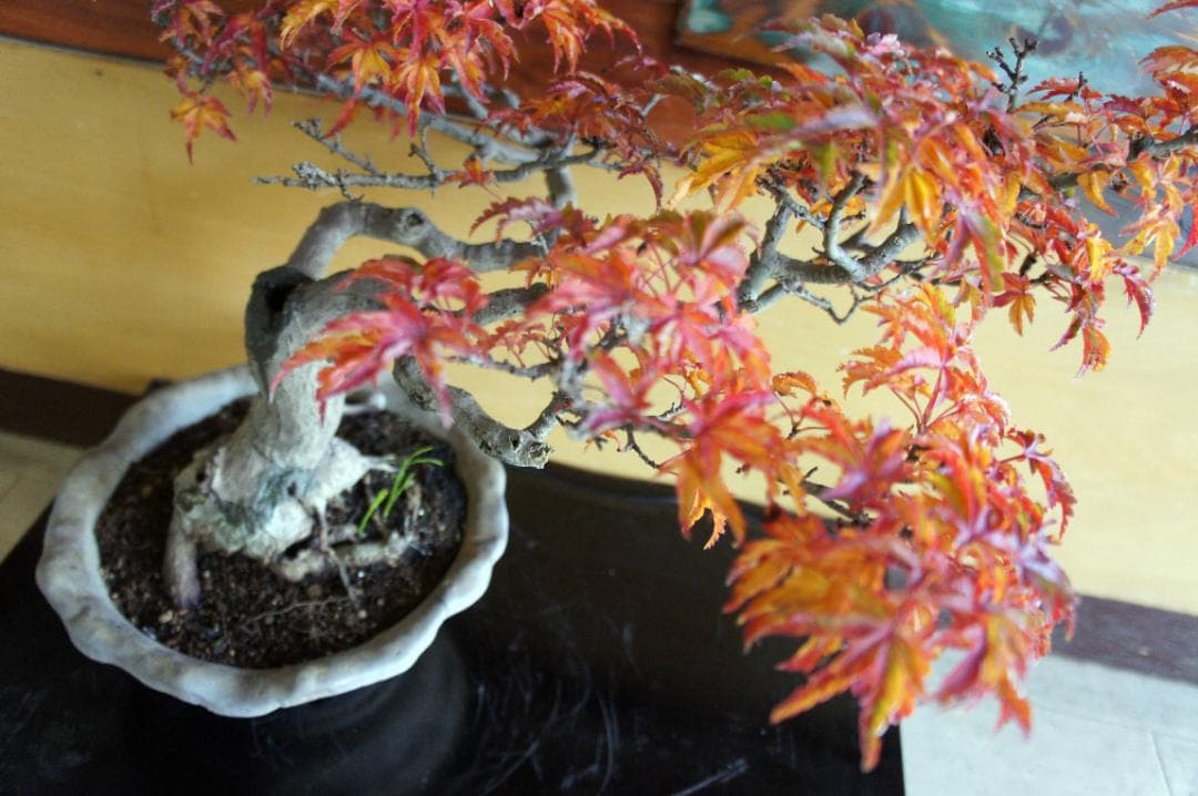 盆栽 『獅子頭』 紅葉 インテリア 観葉植物 ガーデニング 送料無料 b117