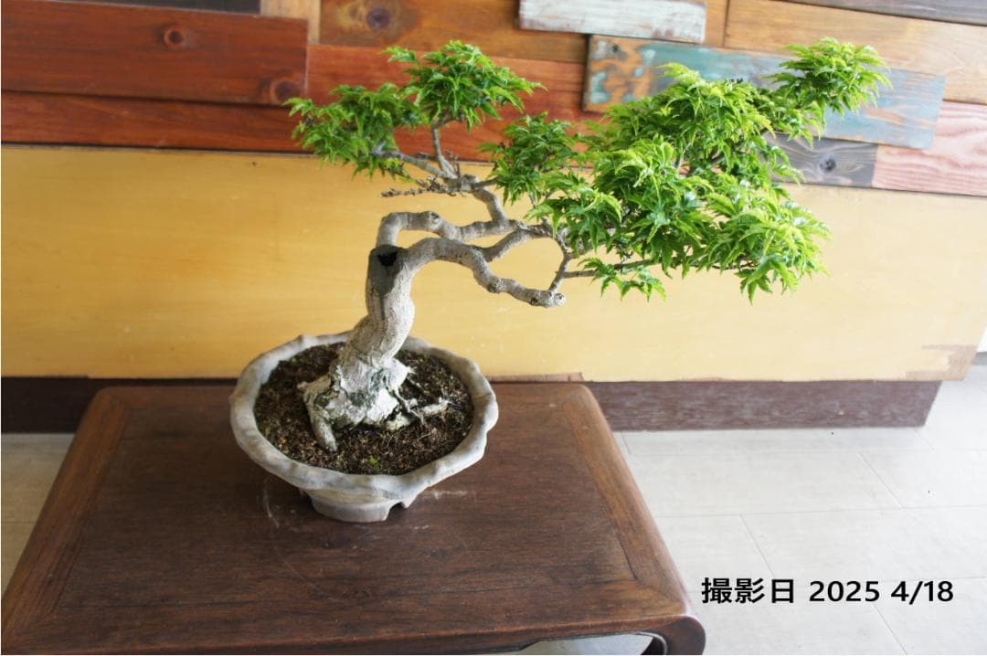 盆栽 『獅子頭』 紅葉 インテリア 観葉植物 ガーデニング 送料無料 b117