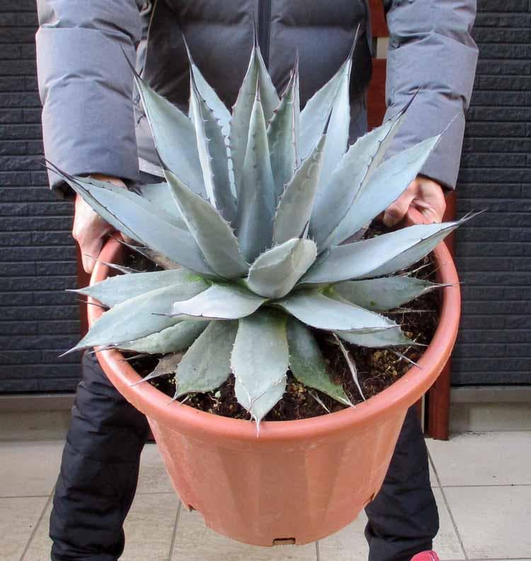 【現品】アガベ・アプラナータ　和名：孫悟空：メリコ　14号　３G番