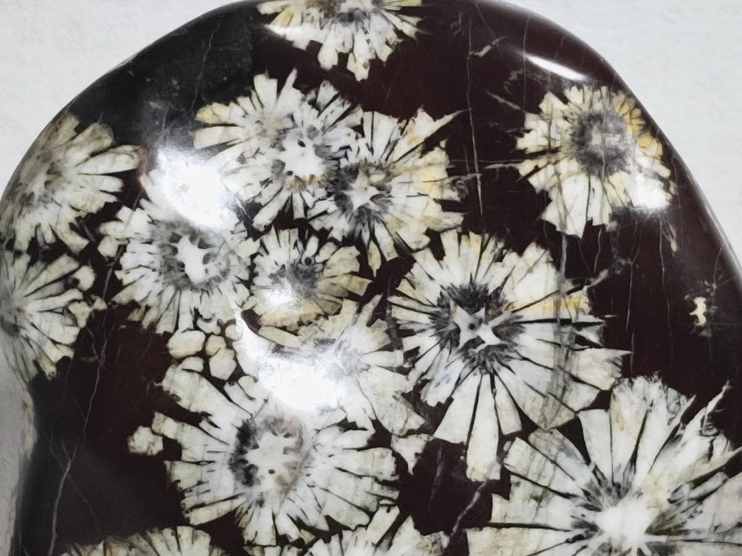 白菊 2.8kg 菊花石 菊紋石 花紋石 紋石 鑑賞石 自然石 水石 原石