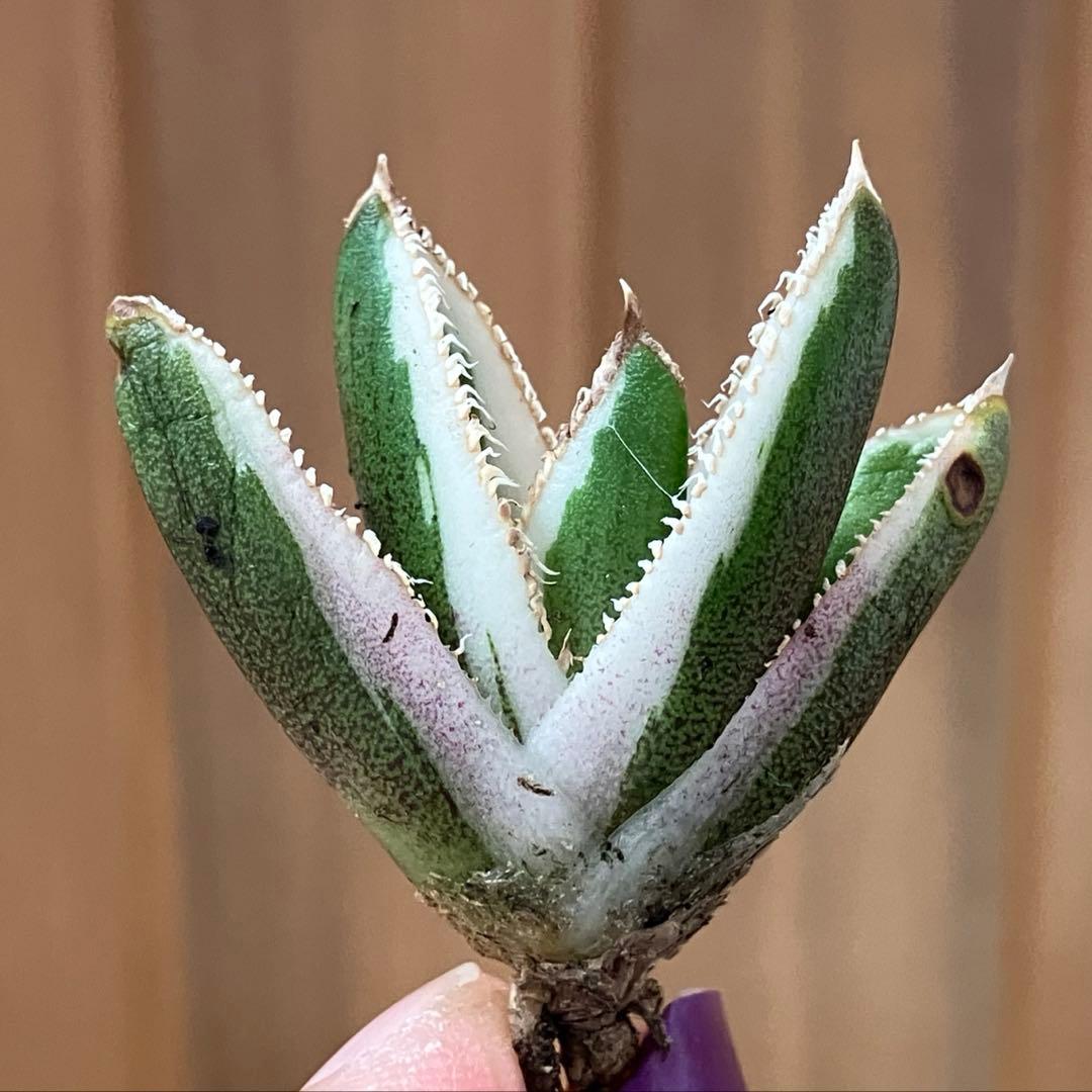 G*n様 希少【週末オークション】②匿名配送　アガべ　豆豆龍錦　覆輪斑　TC