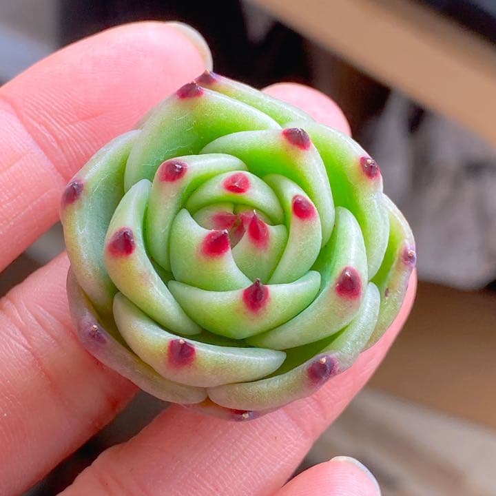 ブルードラゴン②