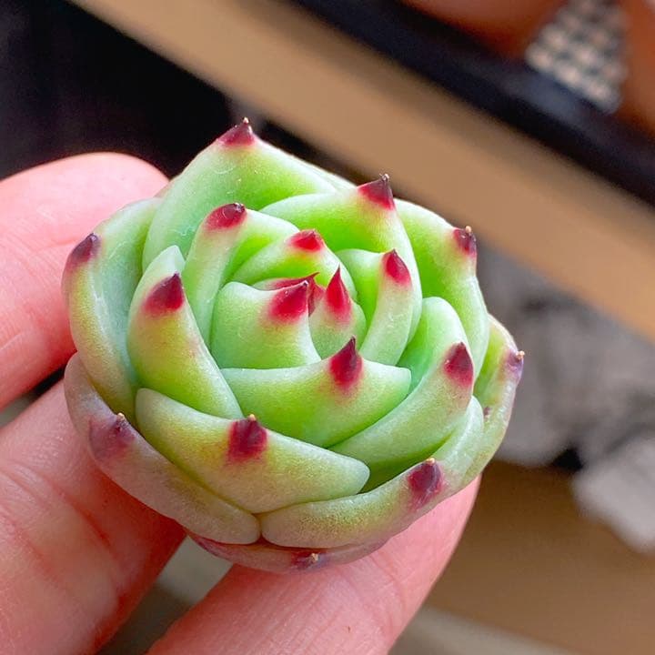 ブルードラゴン②