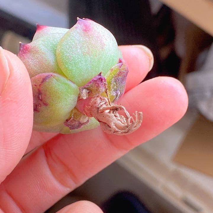 ブルードラゴン②