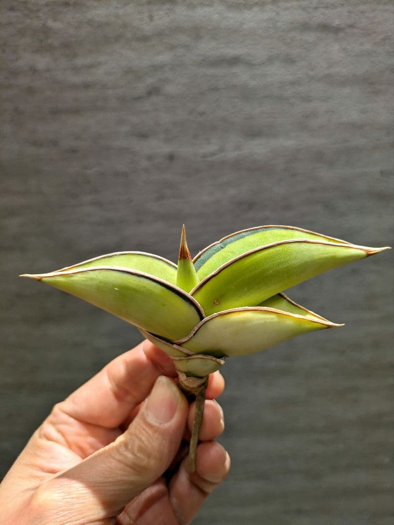 SSS級 ロリダ 斑入り　希少輸入株　サンスベリア　多肉植物　アガベ　サボテン