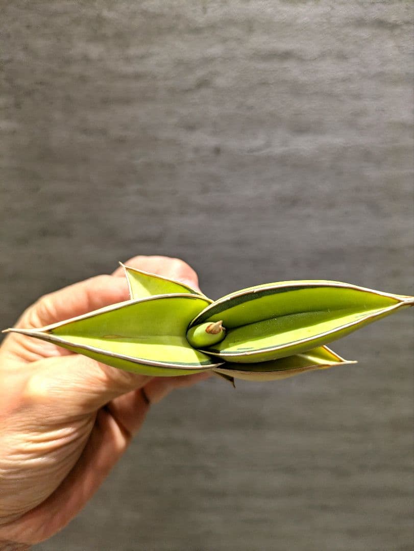 SSS級 ロリダ 斑入り　希少輸入株　サンスベリア　多肉植物　アガベ　サボテン