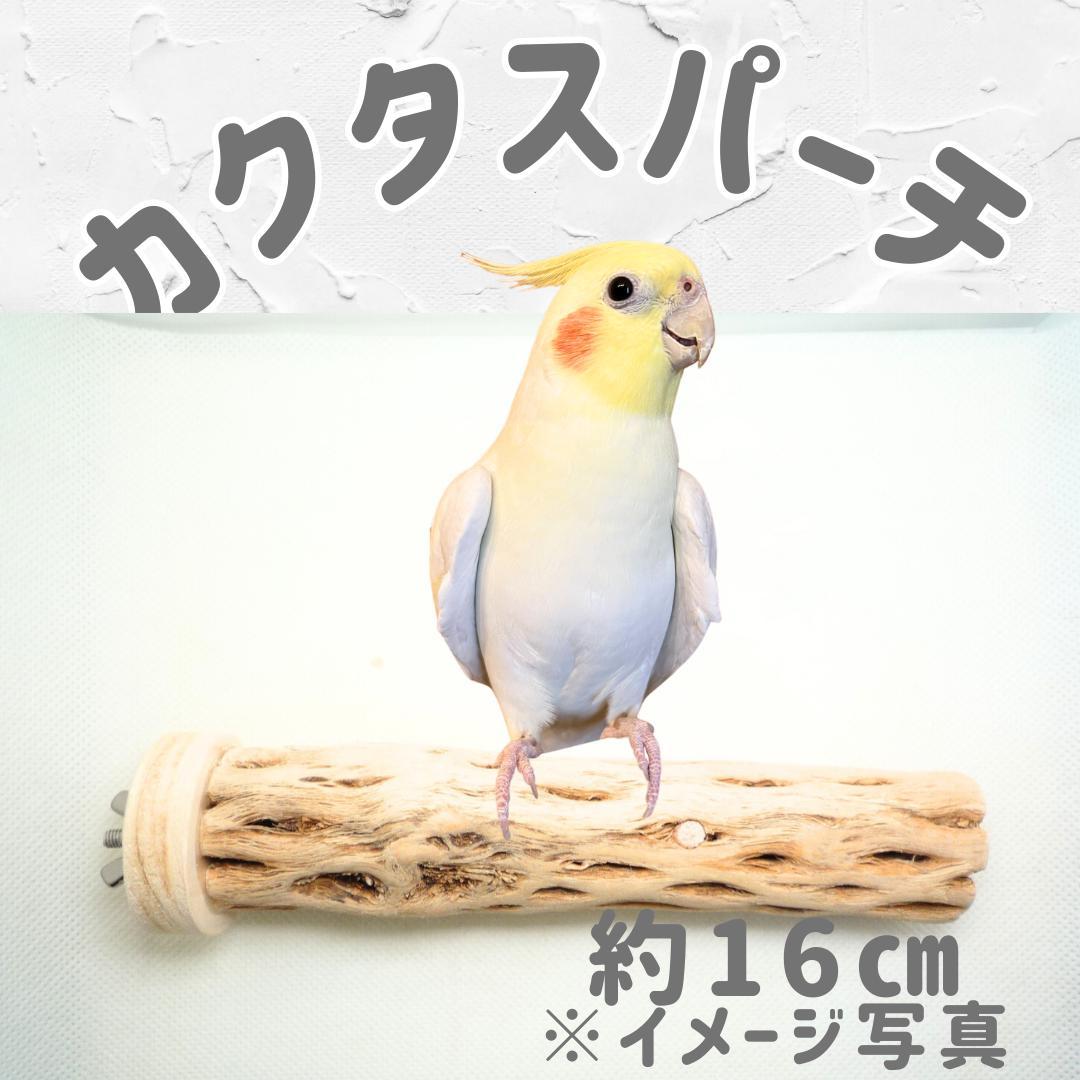 R@　おまとめ　カクタスパーチ　３本