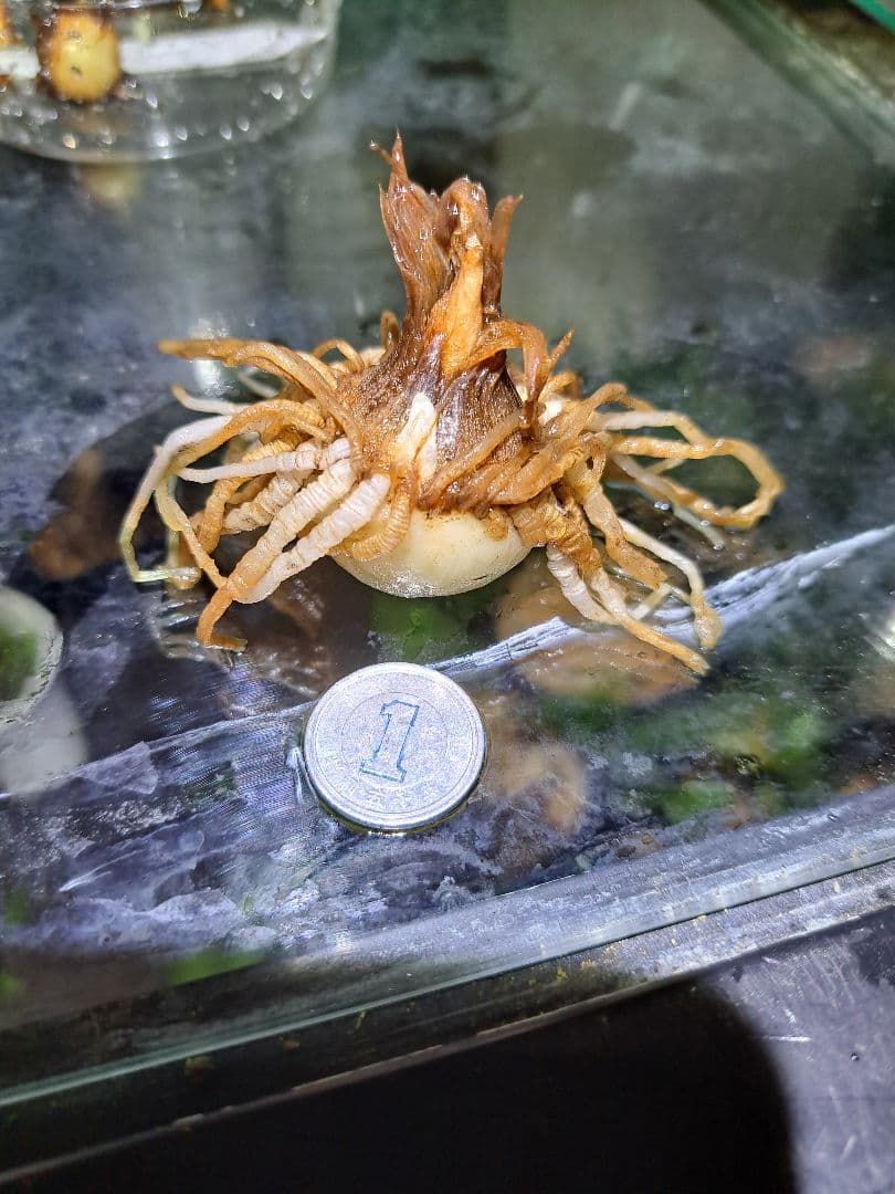 *山野草　ヒュウガヒロハテンナンショウ　鹿児島県産の実生　大球