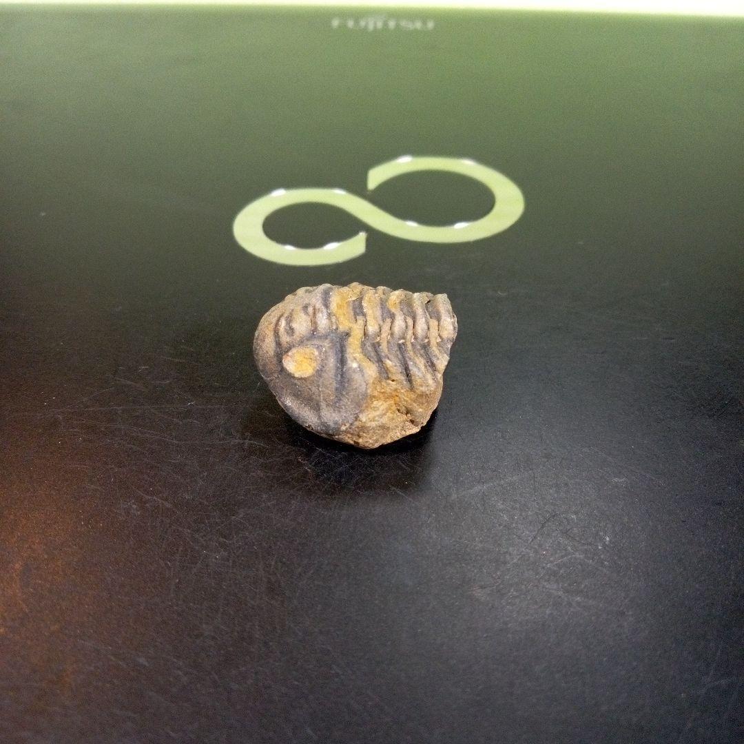 三葉虫　化石　fossil　ボリビア産　trilobite　三葉虫判別①