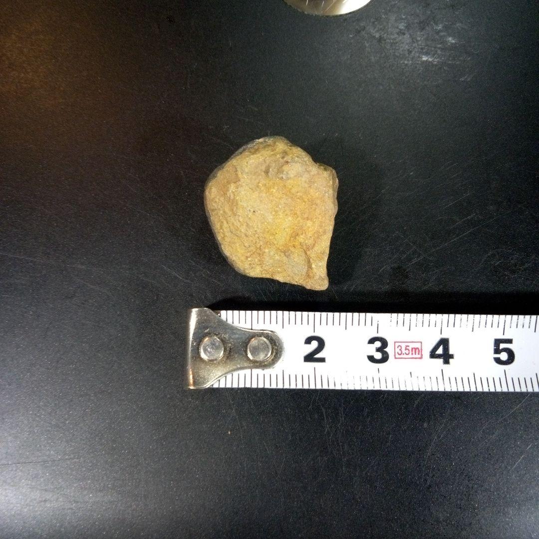 三葉虫　化石　fossil　ボリビア産　trilobite　三葉虫判別①