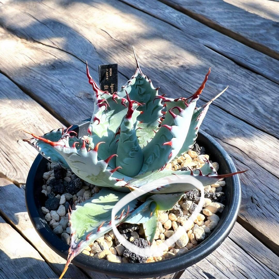 アガベ　ハイブリッド　狂刺特選　屈原乃舞扇×甲蟹