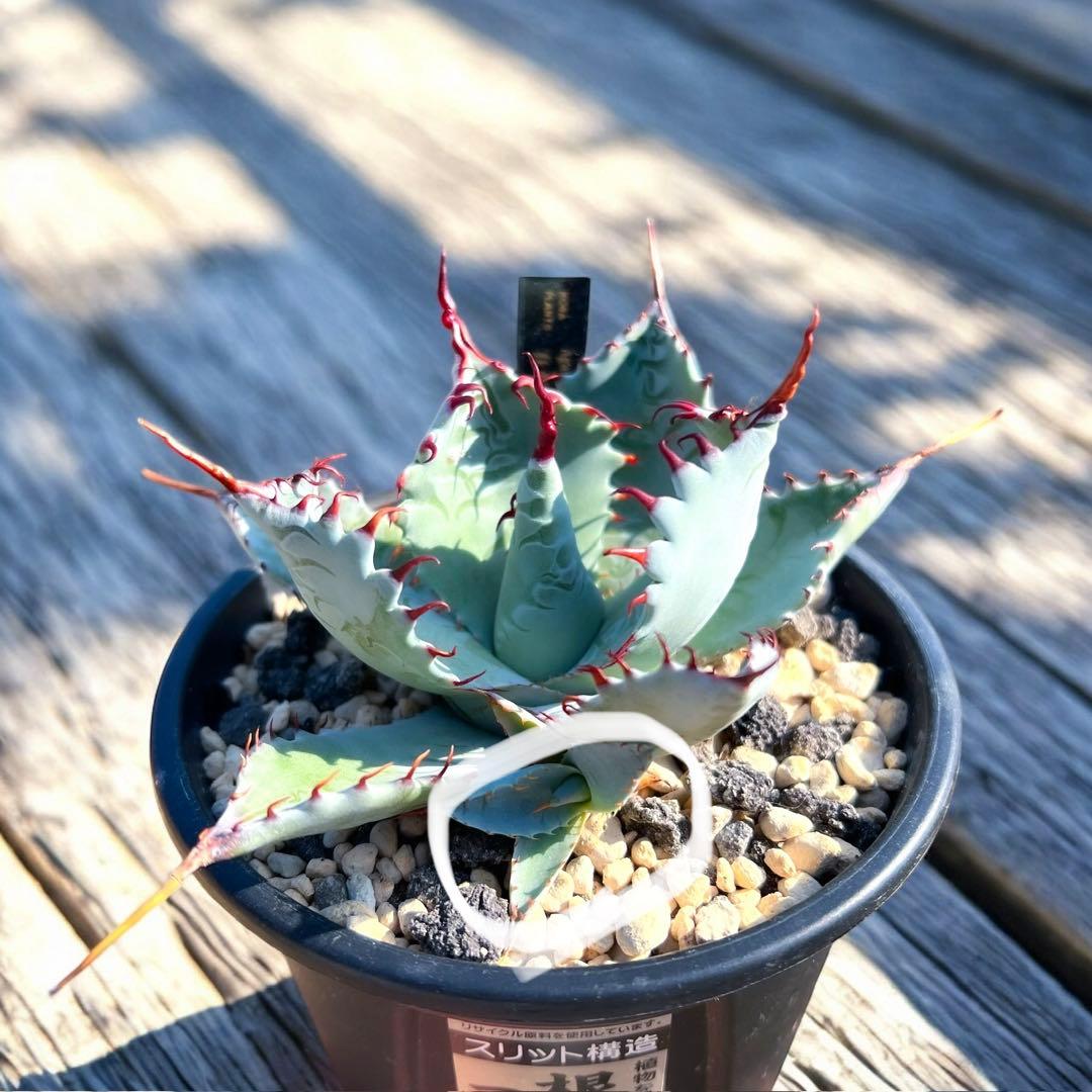 アガベ　ハイブリッド　狂刺特選　屈原乃舞扇×甲蟹