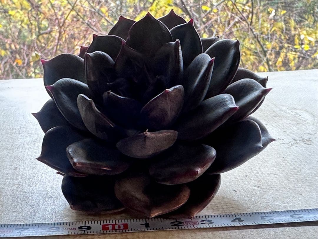 や*る様 2401 新入荷　ブラックチョコレート　エケベリア　多肉　撮影12月2