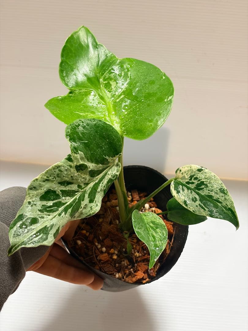 ☆美株☆ モンステラ バルバソー バルバソウル フシギダネ