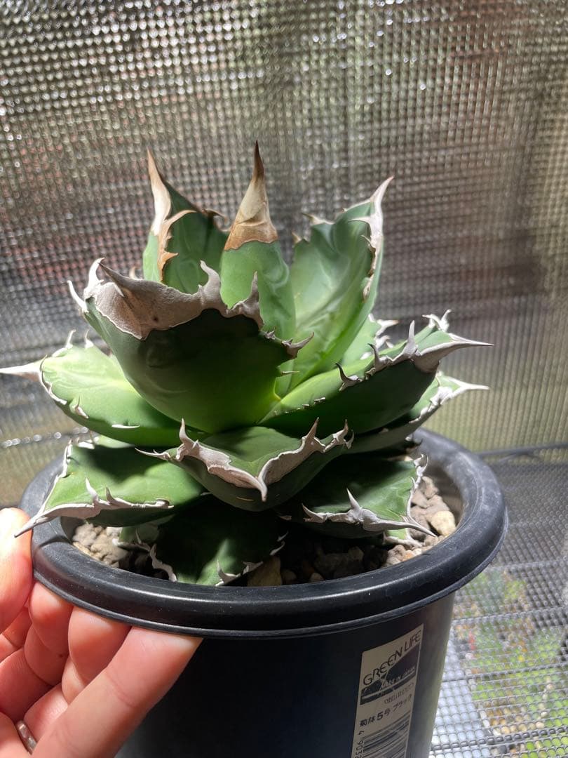 アガベ　ホワイトファイヤー　5号