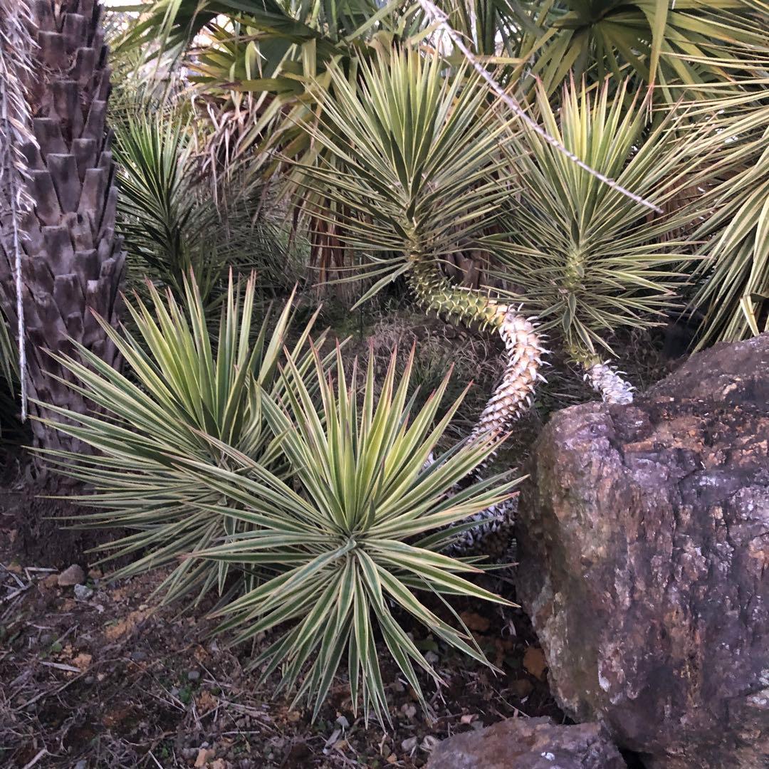 ユッカ アロイフォリア　バリエガータ 4ヘッド