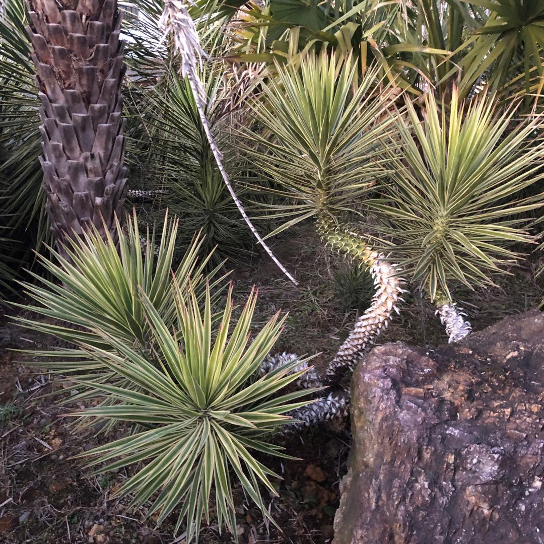 ユッカ アロイフォリア　バリエガータ 4ヘッド