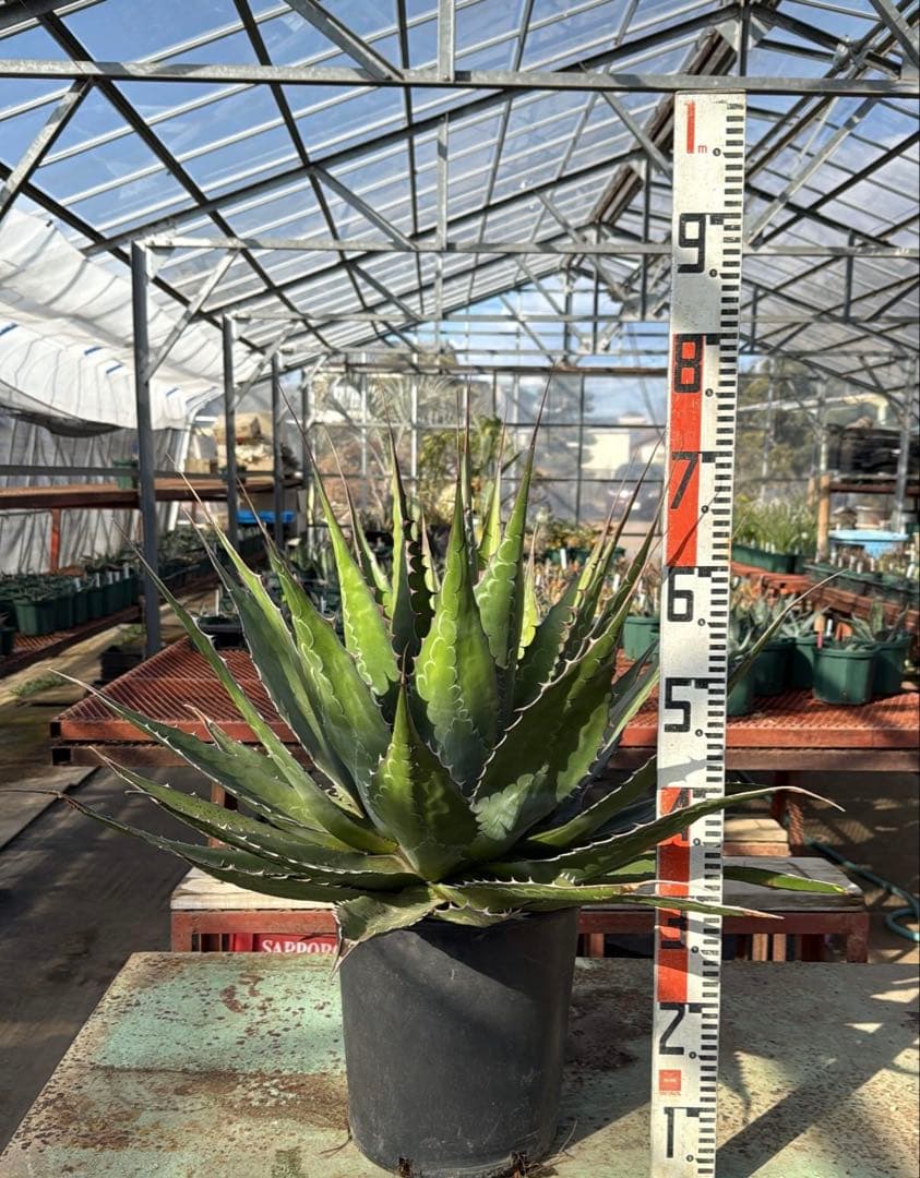 アガベ　モンタナ　大株