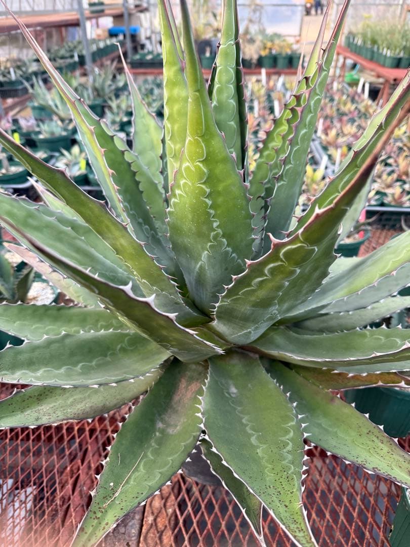 アガベ　モンタナ　大株