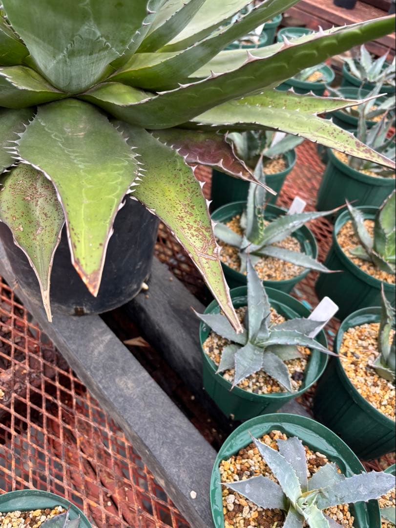 アガベ　モンタナ　大株