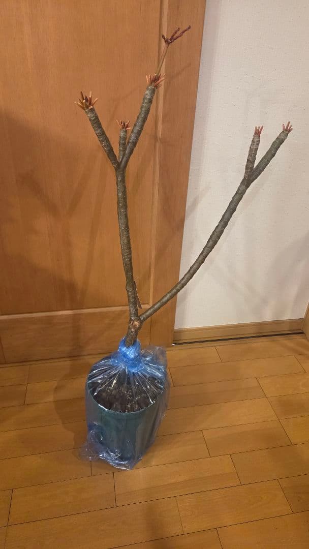 はじめてみようのプルメリア 　発根から5歳　去年鉢替え済み　サンバリーナ