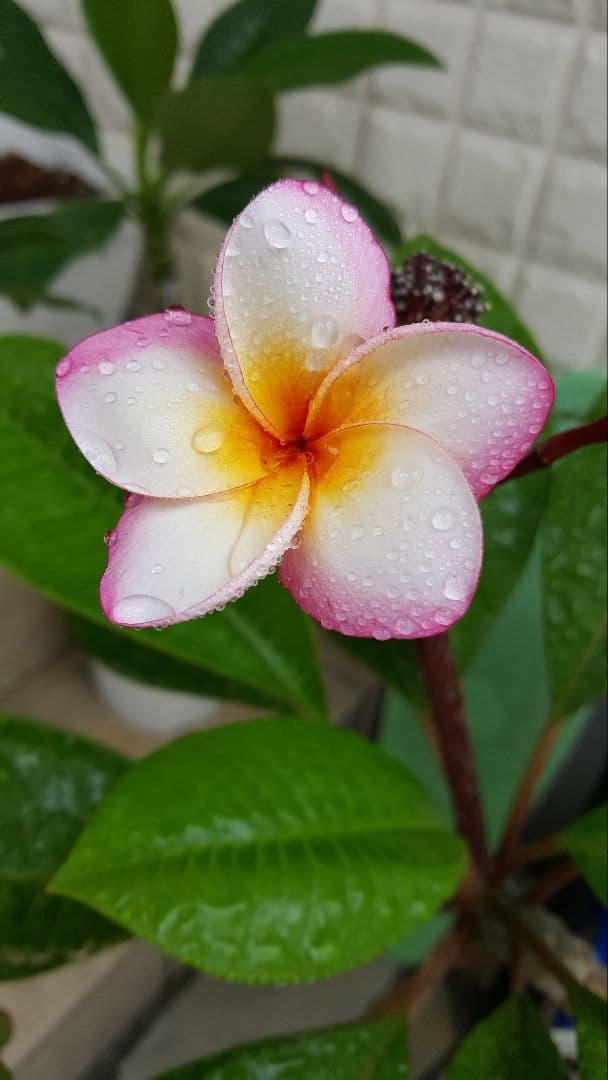 はじめてみようのプルメリア 　発根から5歳　去年鉢替え済み　サンバリーナ