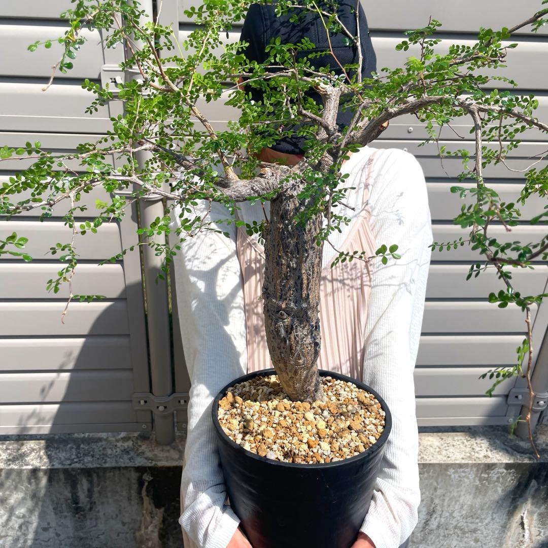 極太　巨木感　低重心　Bonsai　激渋　発根済　オペルクリカリア　デカリー
