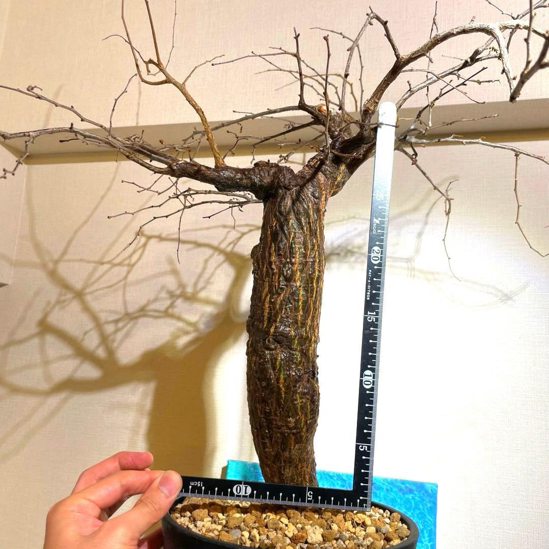 極太　巨木感　低重心　Bonsai　激渋　発根済　オペルクリカリア　デカリー