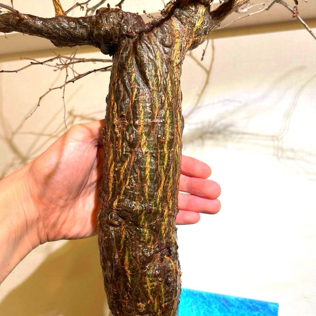 極太　巨木感　低重心　Bonsai　激渋　発根済　オペルクリカリア　デカリー