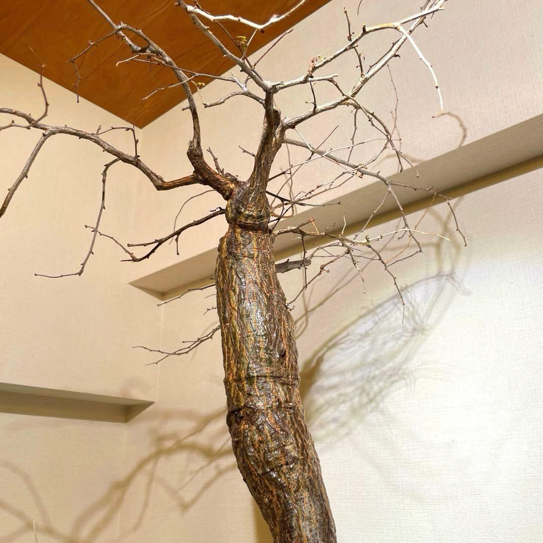 極太　巨木感　低重心　Bonsai　激渋　発根済　オペルクリカリア　デカリー