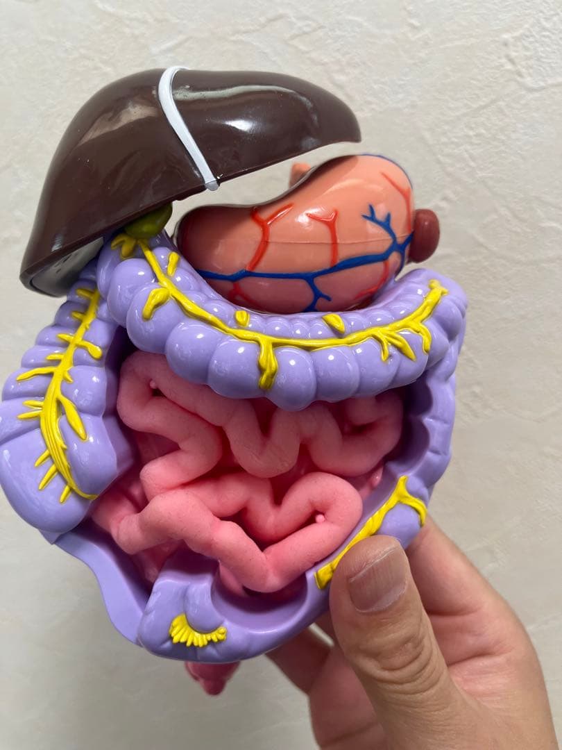 おしゃべりガイコツ　ホネッキー