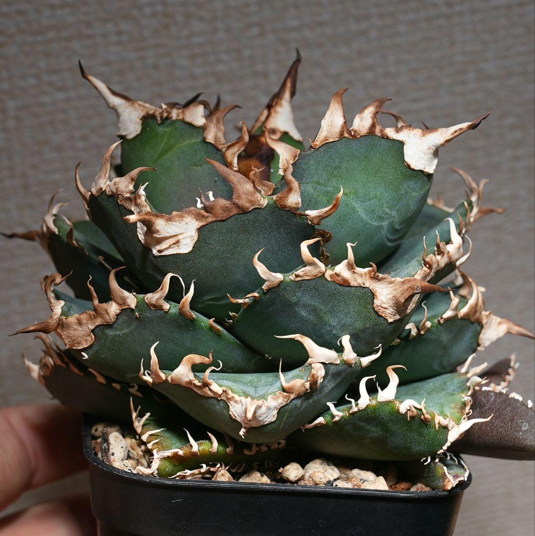 【親株】アガベ 金剛