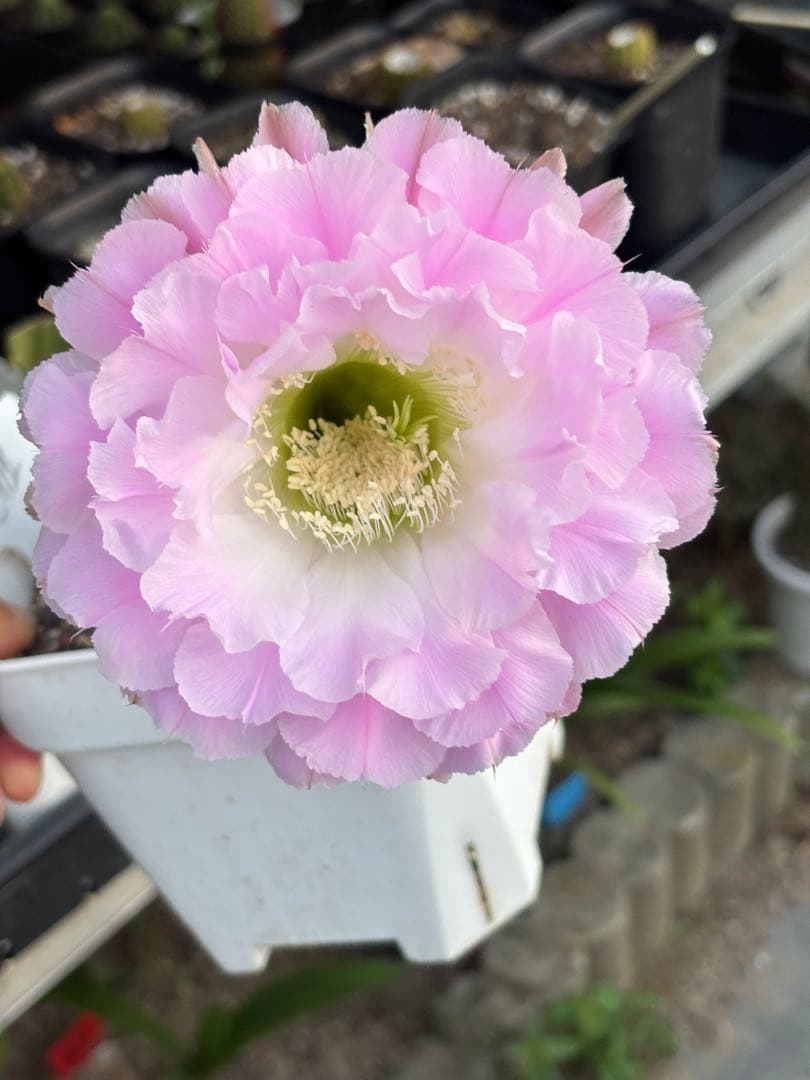 【現品】　多肉植物　花サボテン　風雅