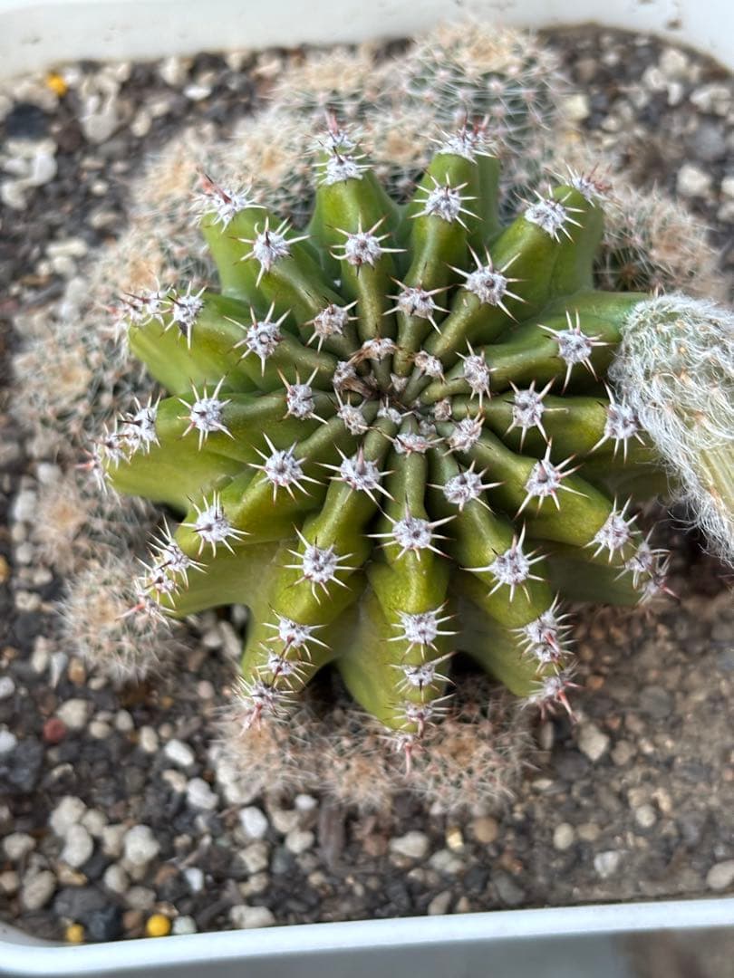 【現品】　多肉植物　花サボテン　風雅