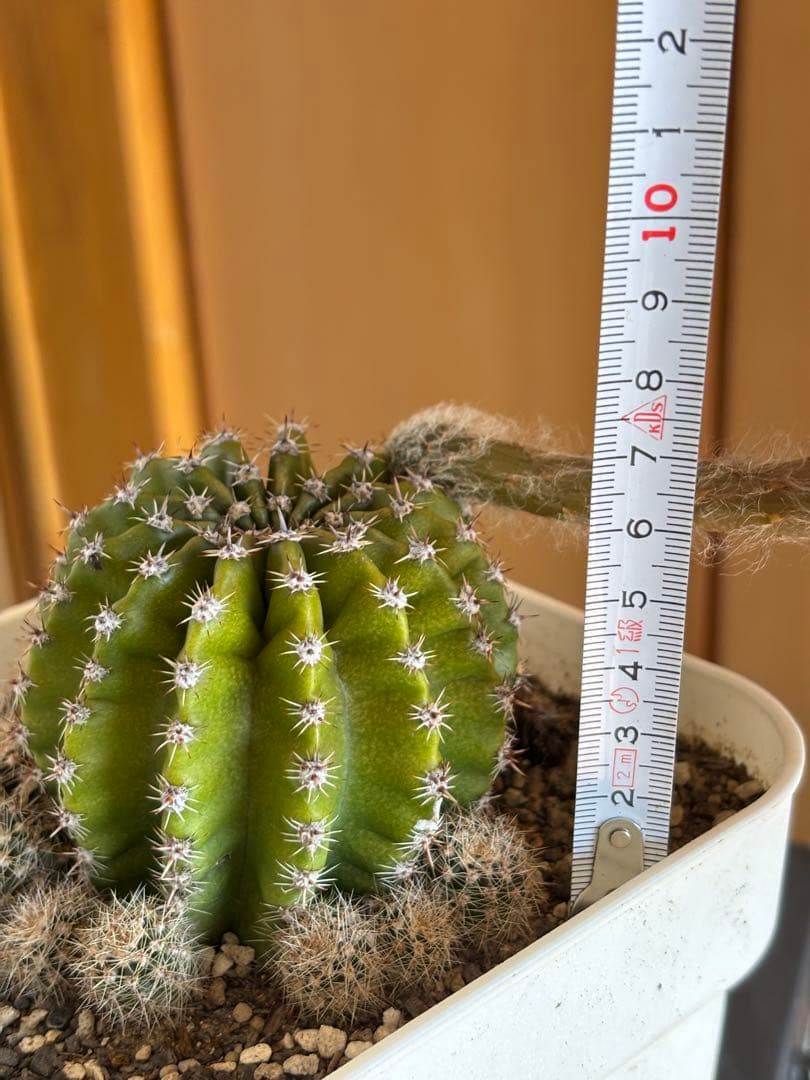 【現品】　多肉植物　花サボテン　風雅