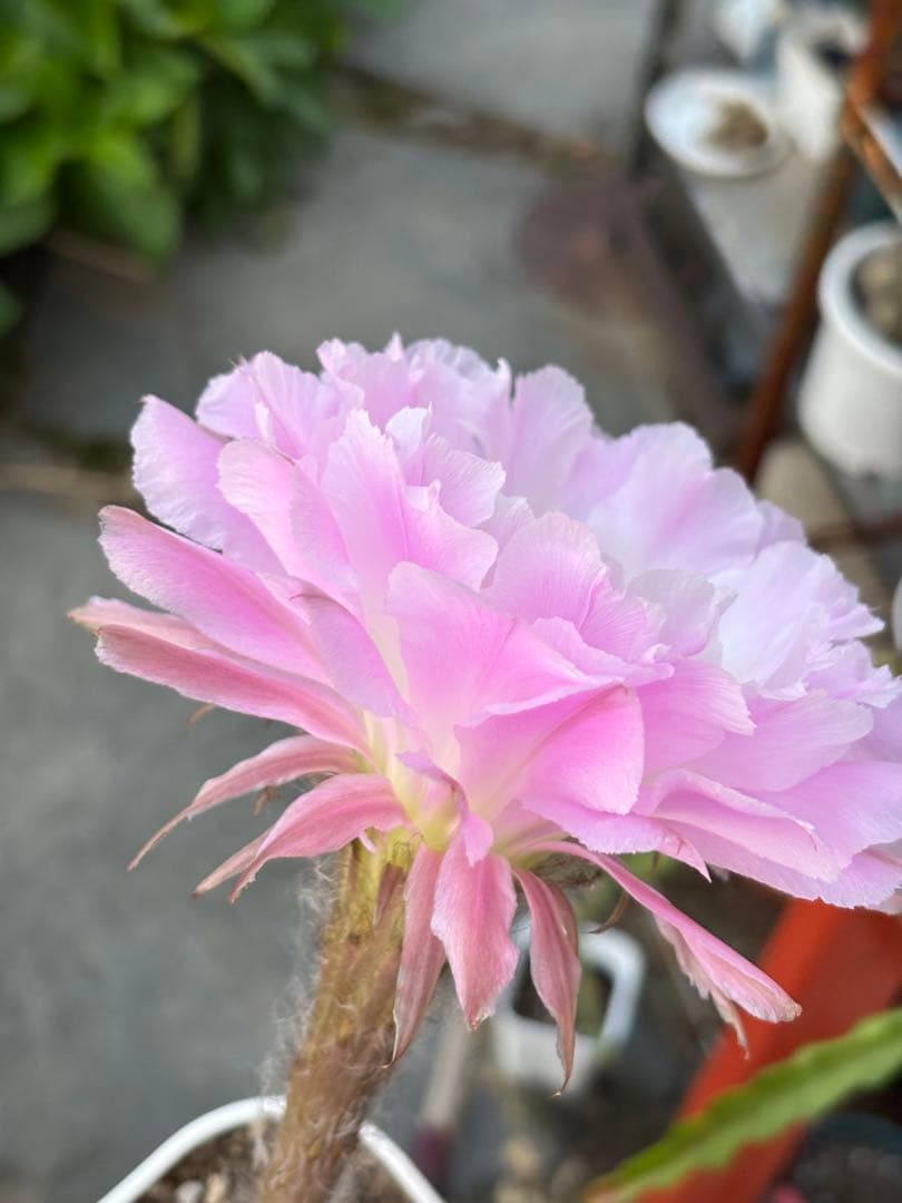 【現品】　多肉植物　花サボテン　風雅