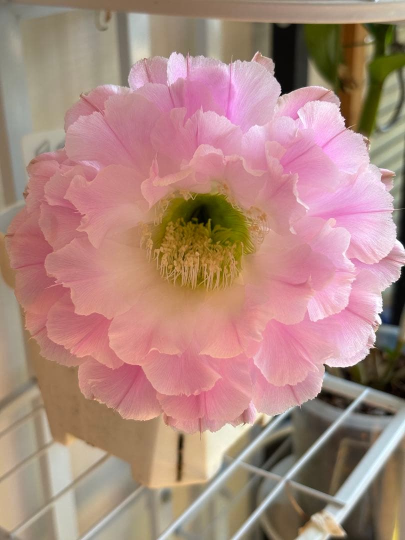 【現品】　多肉植物　花サボテン　風雅