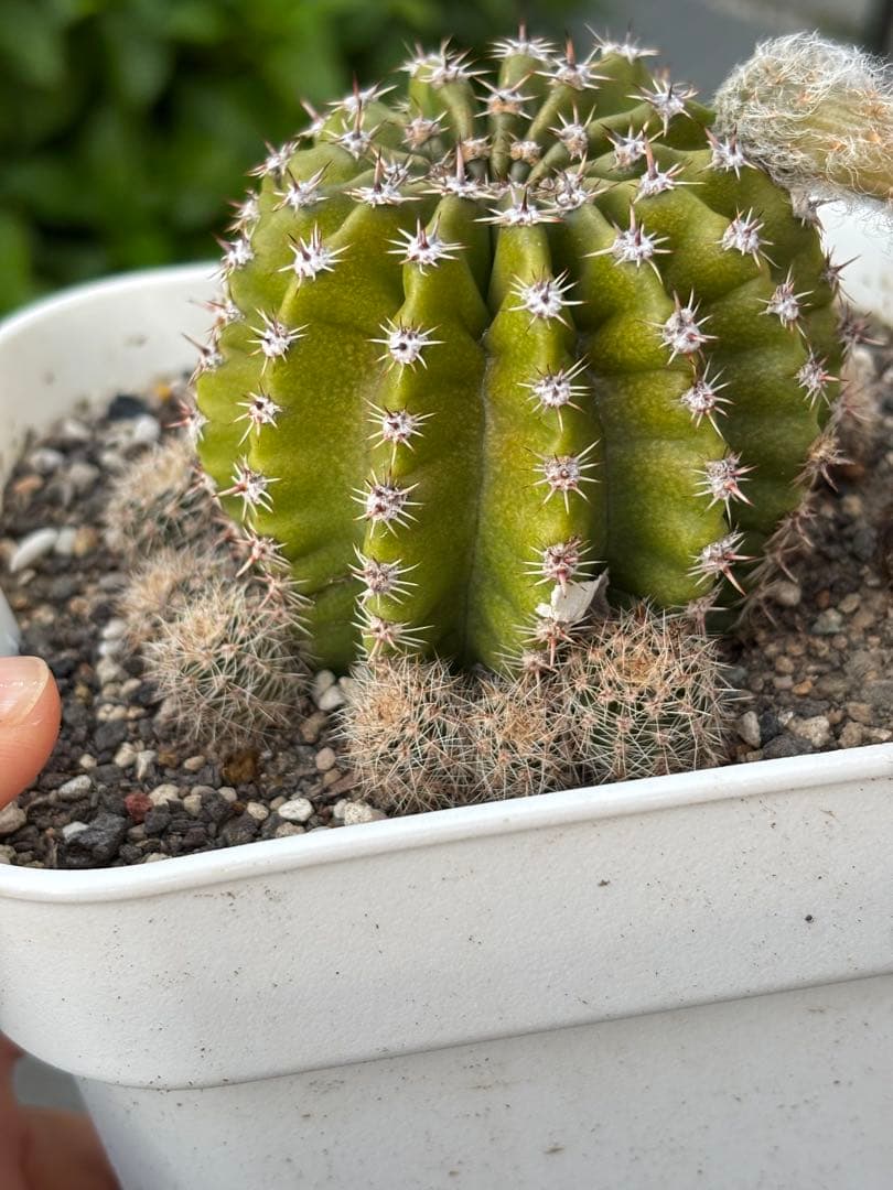 【現品】　多肉植物　花サボテン　風雅