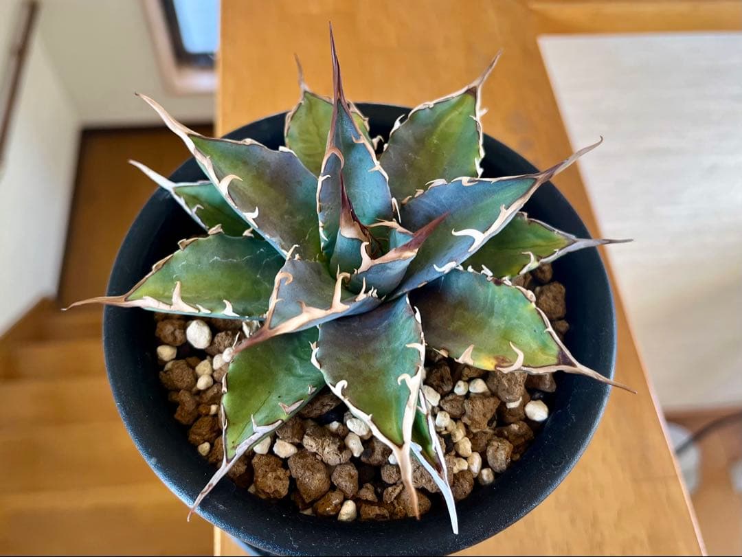 やーまん太郎 アガべ ハイブリッド エボリスピナ×美系厳龍 福園藝産