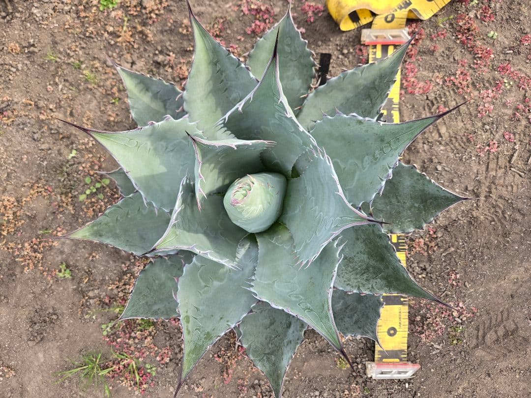 アガベ　パラサナ×マルガリータ　ハイブリッド　親株