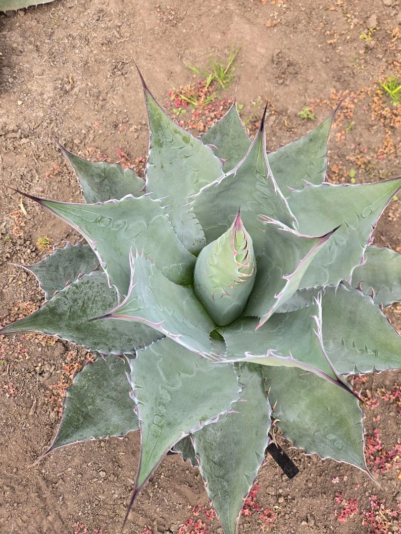 アガベ　パラサナ×マルガリータ　ハイブリッド　親株