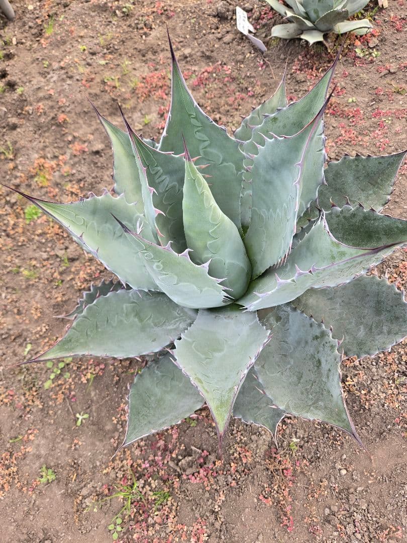 アガベ　パラサナ×マルガリータ　ハイブリッド　親株