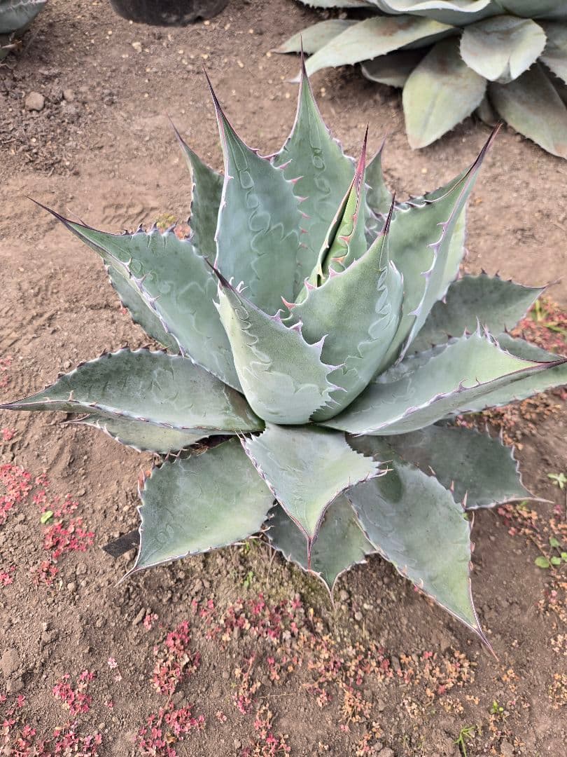 アガベ　パラサナ×マルガリータ　ハイブリッド　親株