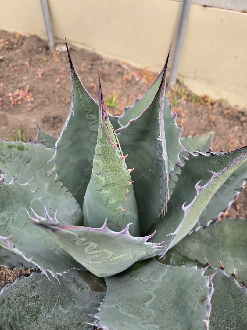 アガベ　パラサナ×マルガリータ　ハイブリッド　親株