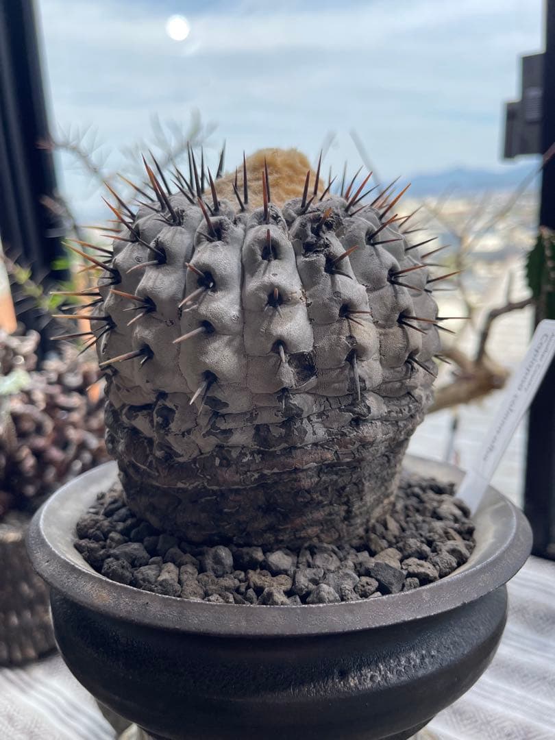 コピアポア シネレア アルバム 孤竜丸